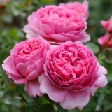 Принцесса александра кентская_0x160 Любимый сад - Результаты из #60